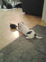 /album/patu/koirat-029-jpg/